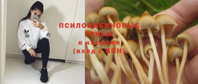 Галлюциногенные грибы Magic Shrooms  где найти наркотики  Каспийск 